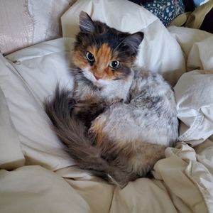 Meet Achi_Clothing's helper, Lady